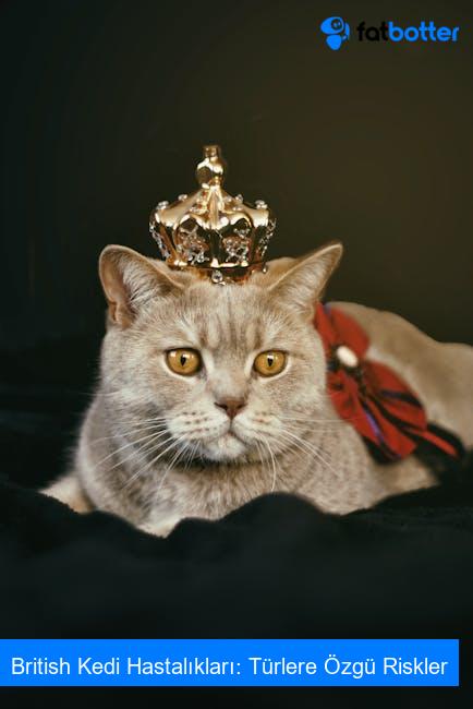 British Kedi Hastalıkları: Türlere Özgü Riskler
