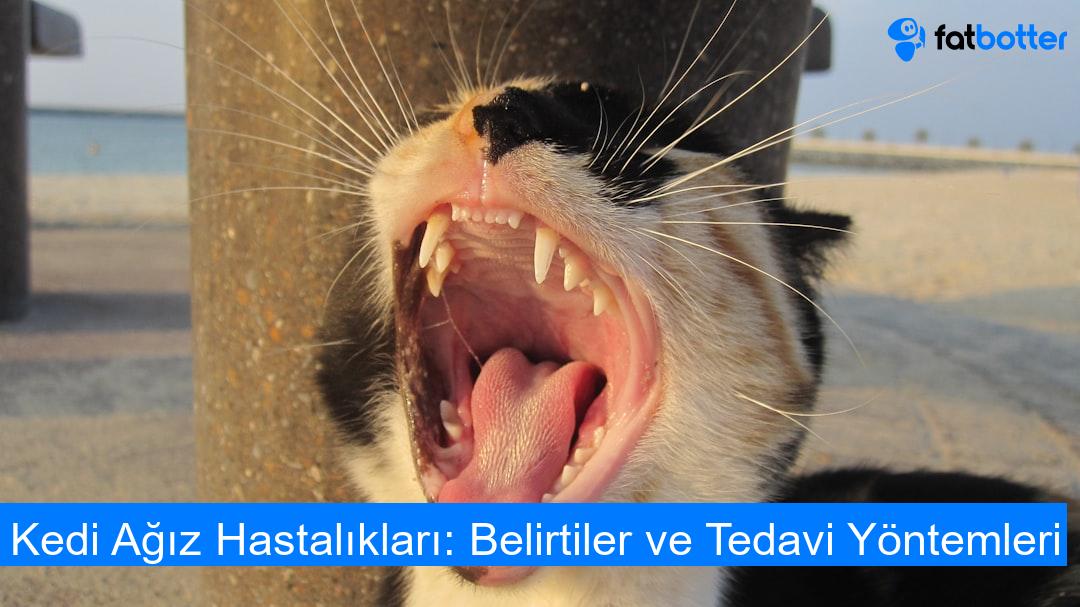 Kedi Ağız Hastalıkları: Belirtiler ve Tedavi Yöntemleri