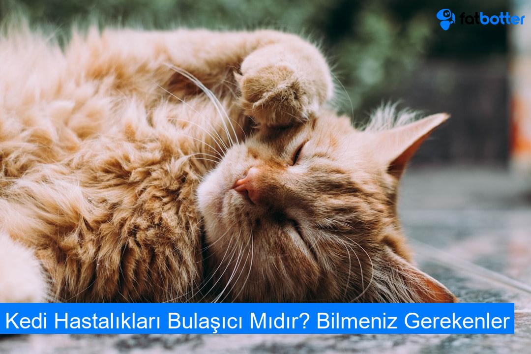 Kedi Hastalıkları Bulaşıcı Mıdır? Bilmeniz Gerekenler