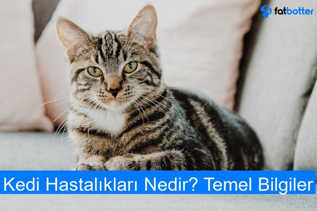Kedi Hastalıkları Nedir? Temel Bilgiler