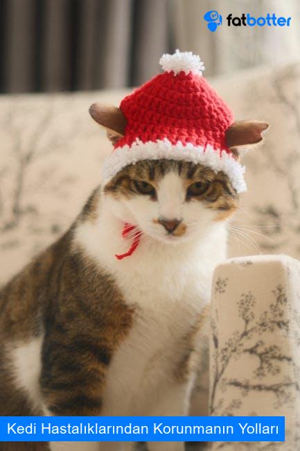 Kedi Hastalıklarından Korunmanın Yolları