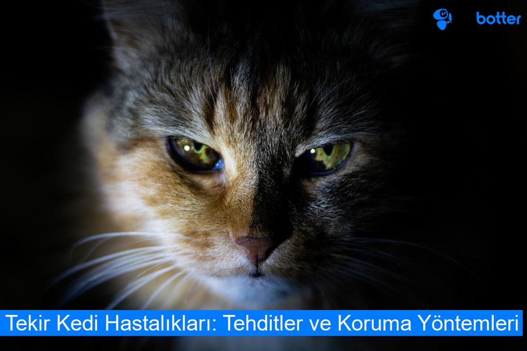 Tekir Kedi Hastalıkları: Tehditler ve Koruma Yöntemleri
