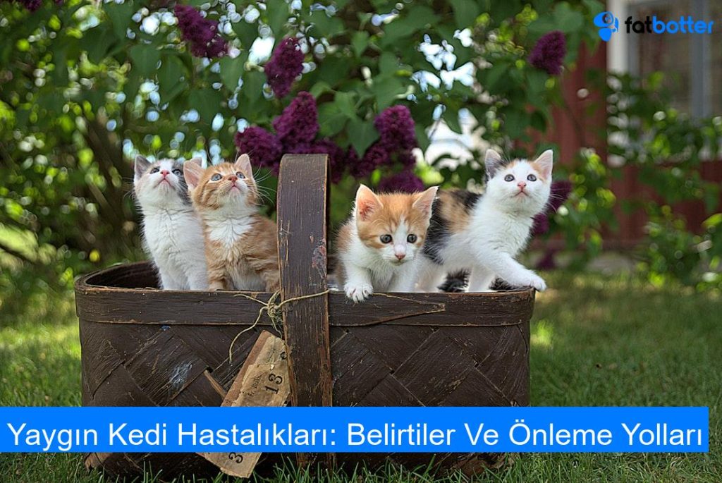 Yaygın Kedi Hastalıkları: Belirtiler Ve Önleme Yolları